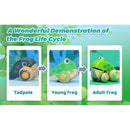 Hape - Pull Along Frog Family with Anti-Rollover Wheels Image 6