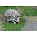 Safari - Hedgehog Image 2