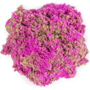 Spin Master - Kinetic Sand, 4.5 Oz Seashell Container Pink Image 3